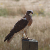 Swainson's Hawk